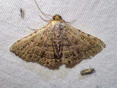 Diatenes aglossoides