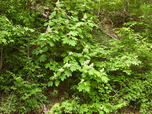 Hortensia à feuilles de chêne 2