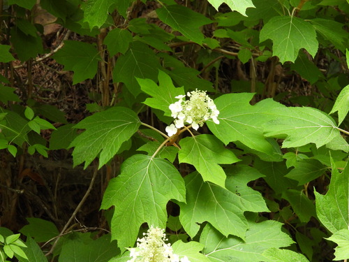 Hortensia à feuilles de chêne 3