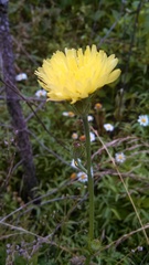 Pyrrhopappus carolinianus