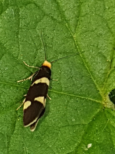 Lampronia capitella