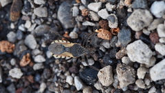 Rhynocoris ventralis