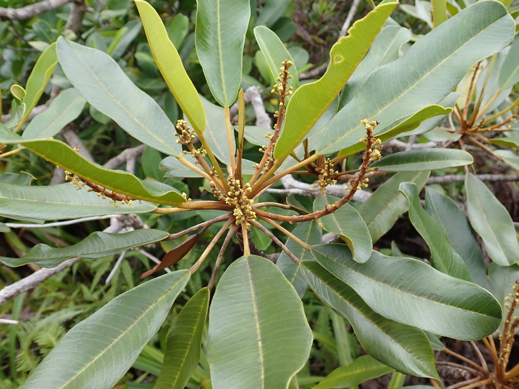 Soulamea