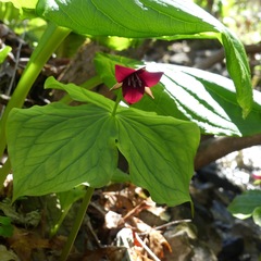 Trillium sulcatum