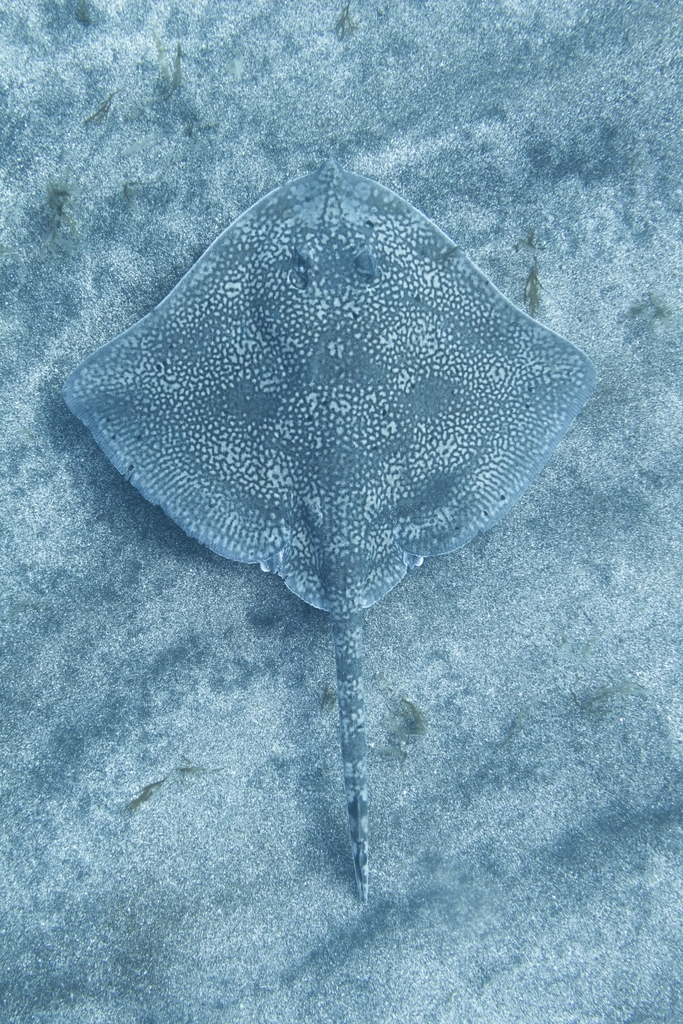 Madeirarog (Raja maderensis) — Rajidae