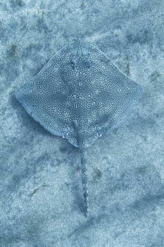 Madeira skate (Raja maderensis) — Rajidae