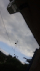 Ephemerella excrucians