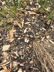 Anthocharis sara sara