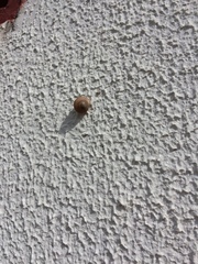 Bradybaena similaris