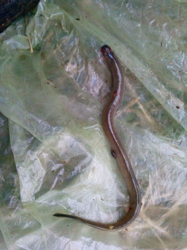 Lampetra fluviatilis