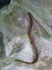 Lampetra fluviatilis
