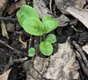 Buckthorns in May 2024 by succubunny · iNaturalist