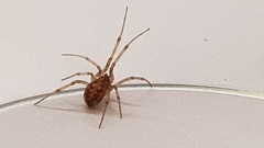 Steatoda triangulosa