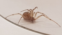 Steatoda triangulosa