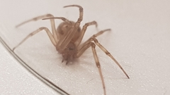 Steatoda triangulosa