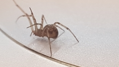 Steatoda triangulosa