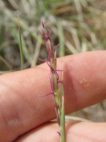 Image of Hilaria jamesii by (c) Anders Hastings, some rights reserved (CC BY)