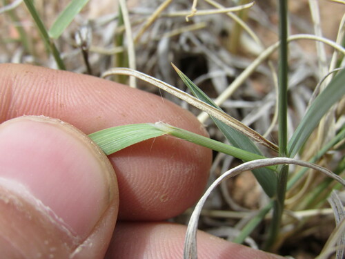 Image of Hilaria jamesii by (c) Anders Hastings, some rights reserved (CC BY)