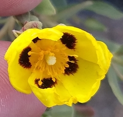 Cistus halimifolius