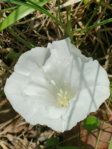 Image of Calystegia spithamaea by no rights reserved