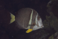 Acanthurus guttatus