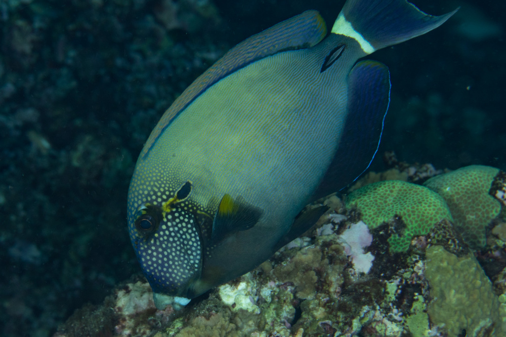 White-Freckled Surgeonfish