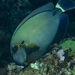 Spotted-face Surgeonfish - Photo (c) Mark Rosenstein, some rights reserved (CC BY-NC-SA), uploaded by Mark Rosenstein