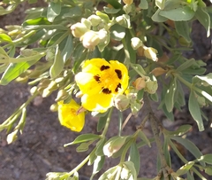 Cistus halimifolius