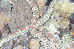 Echinaster callosus image