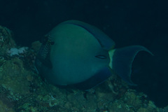 Acanthurus maculiceps