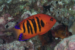 Centropyge loriculus