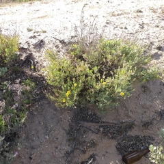 Cistus halimifolius