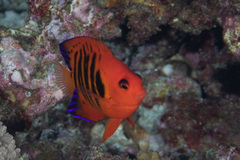 Centropyge loriculus