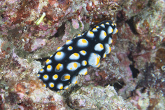 Phyllidia madangensis