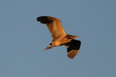 Botaurus poiciloptilus
