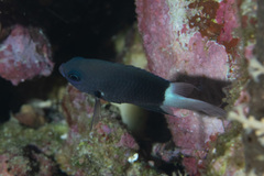 Pycnochromis margaritifer