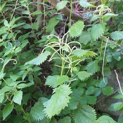 Urtica dubia