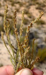 Myrovernix glandulosus