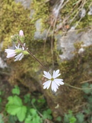 Lithophragma heterophyllum