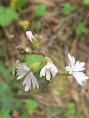 Lithophragma heterophyllum