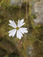 Lithophragma heterophyllum