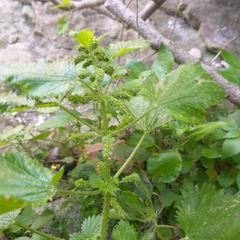 Urtica dubia