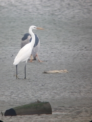 Egretta eulophotes