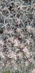 Astragalus terraccianoi