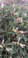 Astragalus terraccianoi