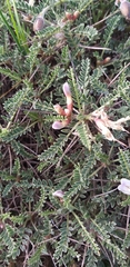 Astragalus terraccianoi