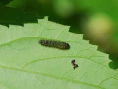 Apareophora forsythiae
