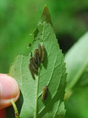 Apareophora forsythiae