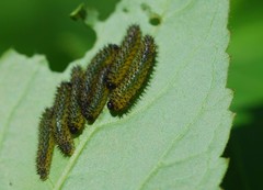 Apareophora forsythiae