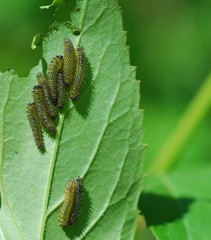 Apareophora forsythiae